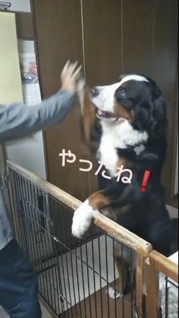 豪華鹿肉ミンチごはん バーニーズマウンテンドッグ オレはレオン 豪華鹿肉ミンチごはん バーニーズマウンテンドッグ オレはレオン