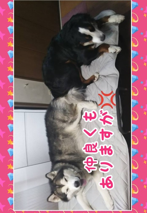 CollageMaker_20190811_050410672