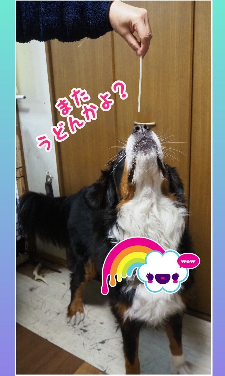 大型犬は可愛いけどね バーニーズマウンテンドッグ オレはレオン 大型犬は可愛いけどね バーニーズマウンテンドッグ オレはレオン