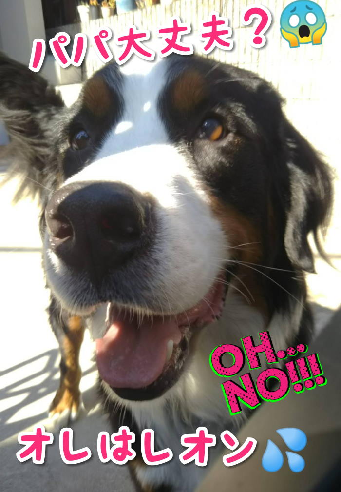 犬に噛まれての診断 全治１年以上 バーニーズマウンテンドッグ オレはレオン