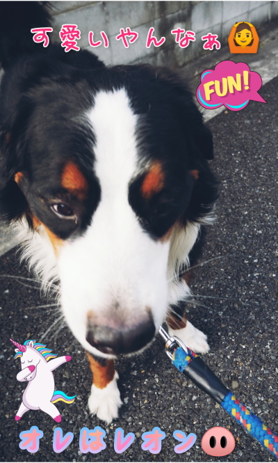 バーニーズも可愛いやんねぇ バーニーズマウンテンドッグ オレはレオン