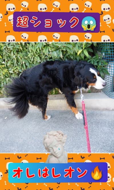 ショックだよ 大型犬敷地内で噛んでも罰金だよ バーニーズマウンテンドッグ オレはレオン ショックだよ 大型犬敷地内で噛んでも罰金だよ バーニーズマウンテンドッグ オレはレオン