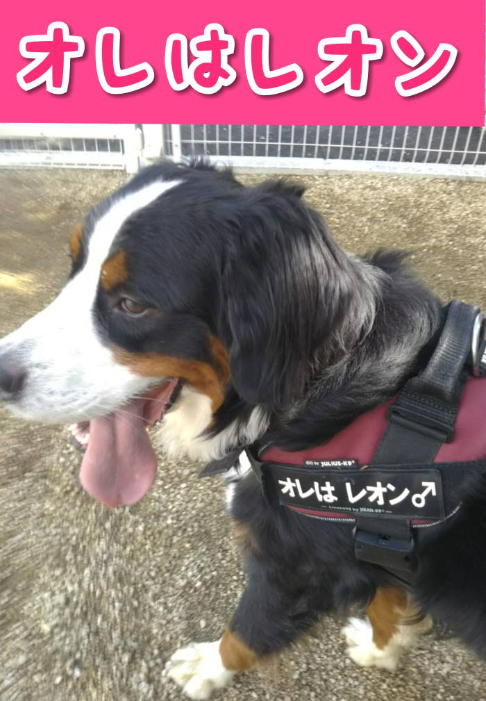 仲直り 家族貸切ドッグラン バーニーズマウンテンドッグ オレはレオン