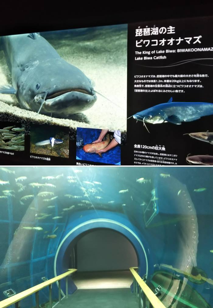 琵琶湖博物館すごいど バーニーズマウンテンドッグ オレはレオン