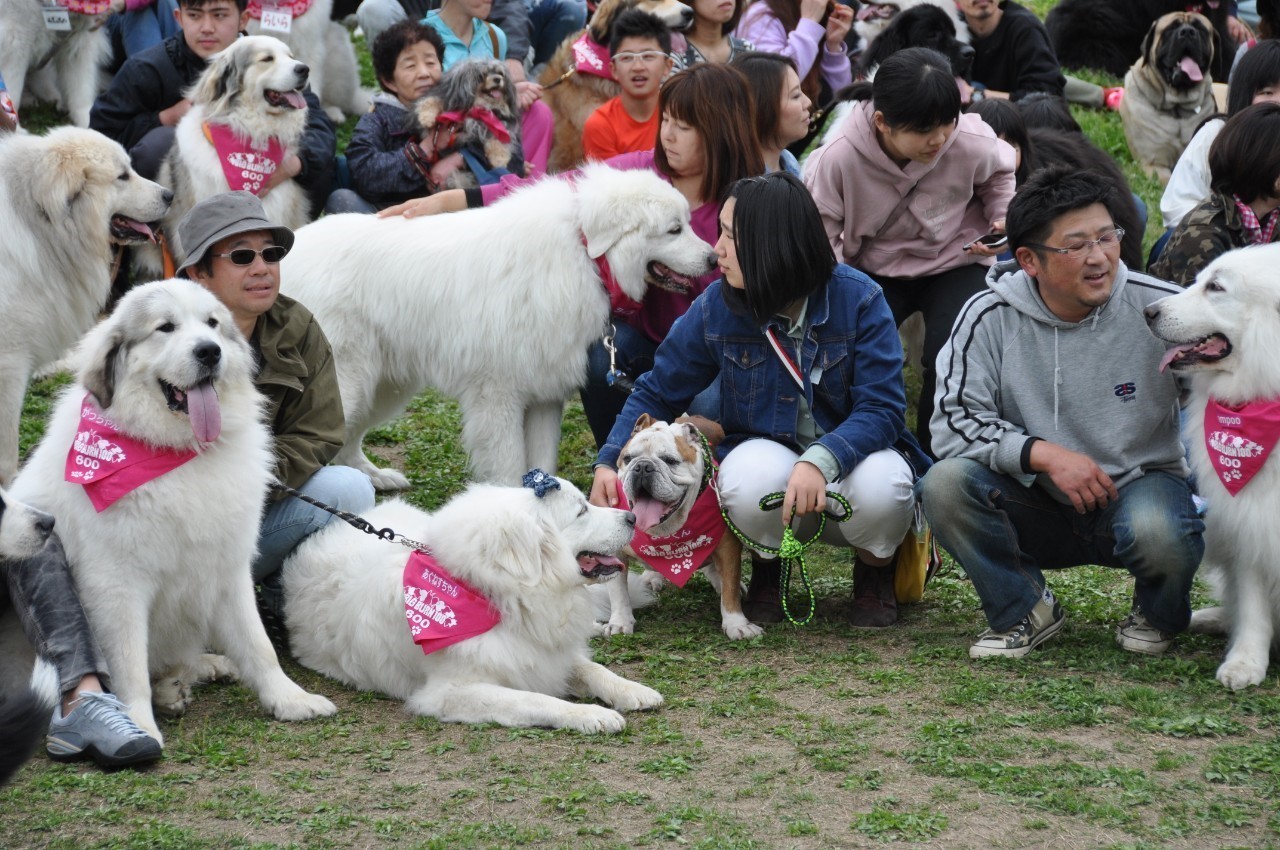 超大型犬119頭集合集大成 バーニーズマウンテンドッグ オレはレオン 超大型犬119頭集合集大成 バーニーズマウンテンドッグ オレはレオン