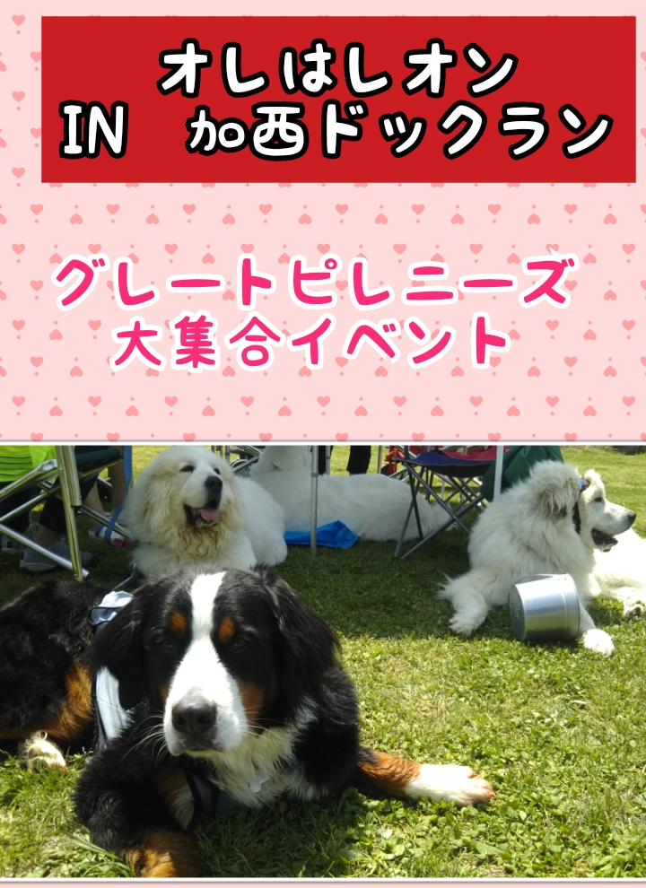 ピレニーズ大集合イン加西ドッグラン その１ バーニーズ