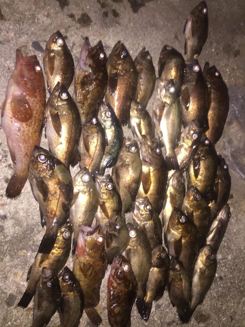 メバリング やっと梅雨メバル 笑笑 Enjoy Fishing しまなみ海道