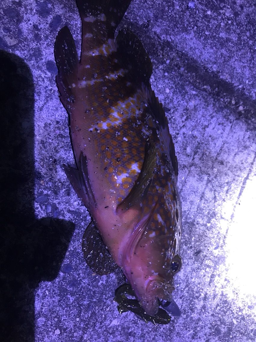 アコウ 久々の生口島へ Enjoy Fishing しまなみ海道