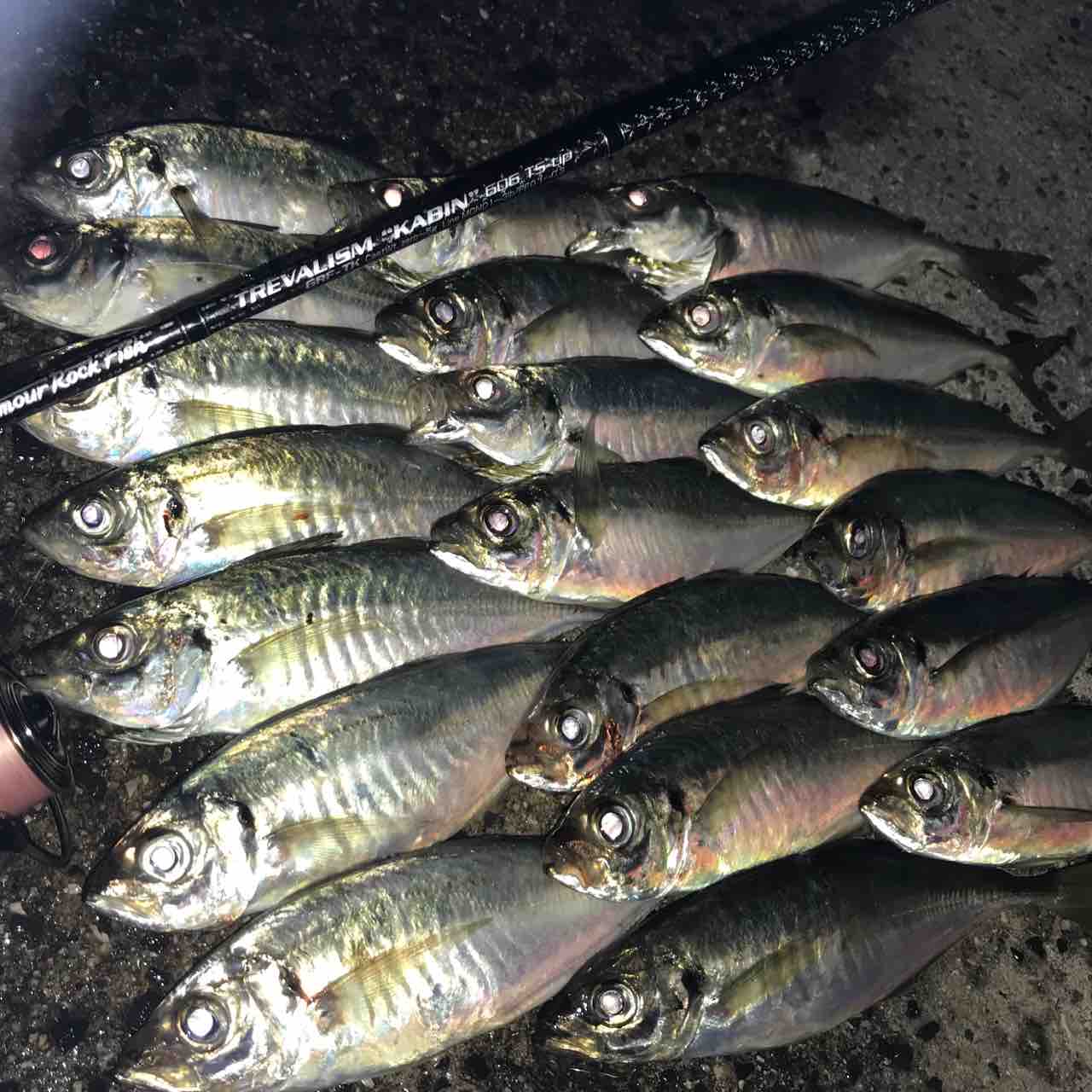 因島アジング 7 12 Enjoy Fishing しまなみ海道