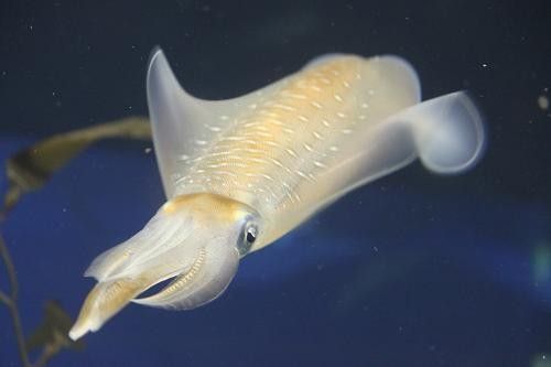 煽りイカやってる奴ってなんで雑魚に多いの イカちゃんネル