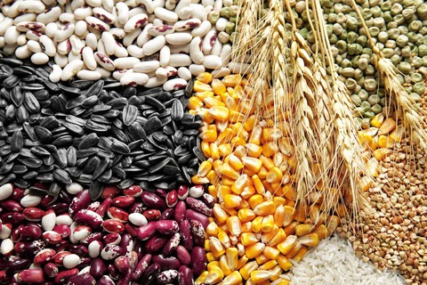 Featured-Image-can-chickens-eat-seeds