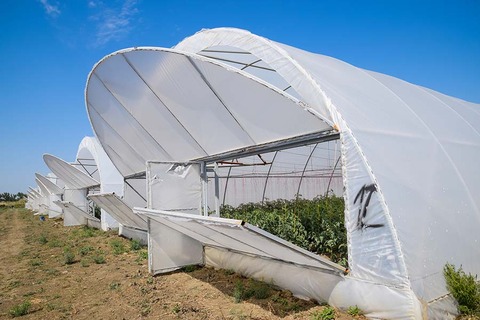 TopCommercialGreenhouse7