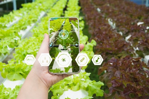 Hand holding smartphone,Organic farm background