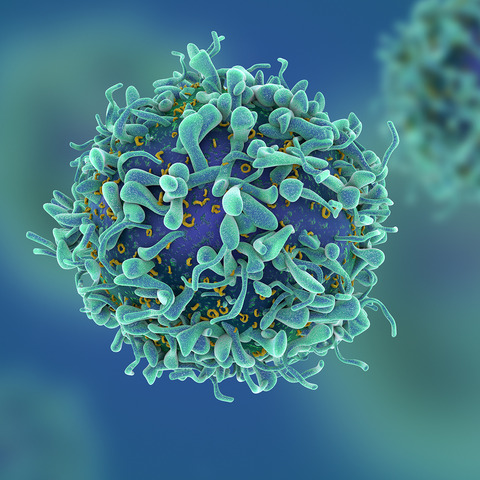 cls-stories-how-3d-cultures-better-mimic-in-vivo-sq