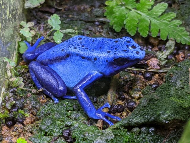 トゥムクマケ、ステルツナー、アルマジロなどなど到着 トゥムクマケ、ステルツナー、アルマジロなどなど到着