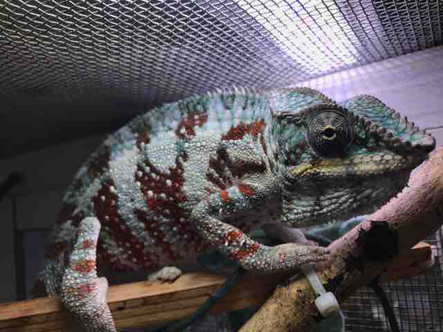 カメレオン在庫リスト : CANDLEブログ