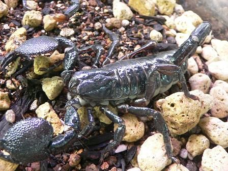 闇に光るサソリのディスプレイ : CANDLEブログ