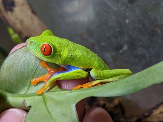 ツリーフロッグ人気種到着 Candleブログ