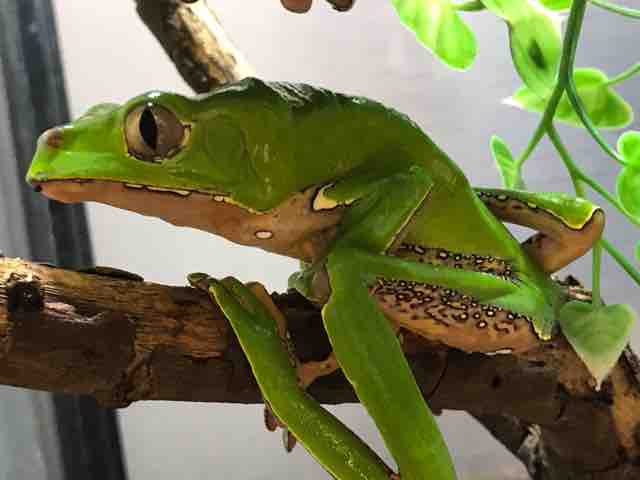 あまがえる 各ジャンルいろいろ入荷しています！ : CANDLEブログ