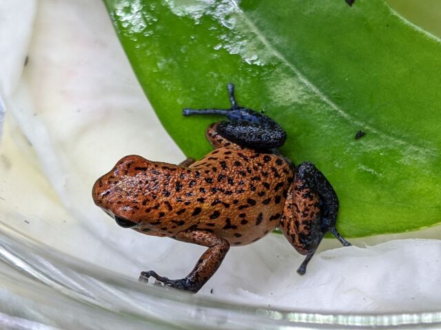 改めましてイチゴたちご紹介！！ : CANDLEブログ