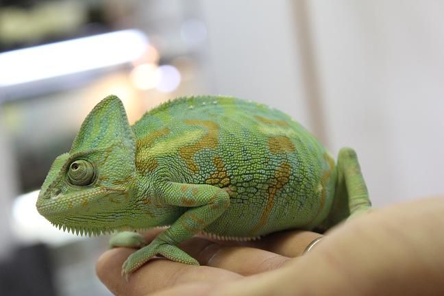 お勧めケージセット Candleブログ