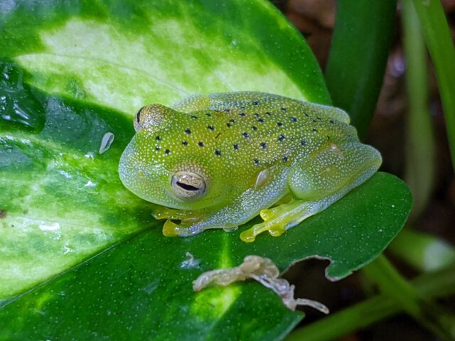 またまたカエル！！ : CANDLEブログ