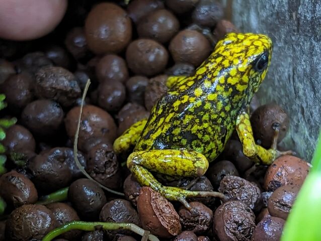 ヤドクガエルどっさり到着！！ : CANDLEブログ