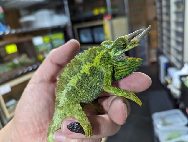 ケニア便カメレオンどっさり到着！！ : CANDLEブログ