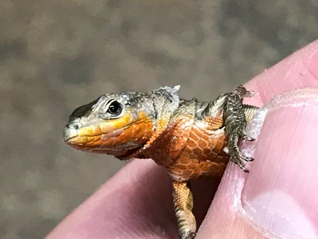 カナベビ カナヘビ60cm水槽 - 101匹のナマズに訊け