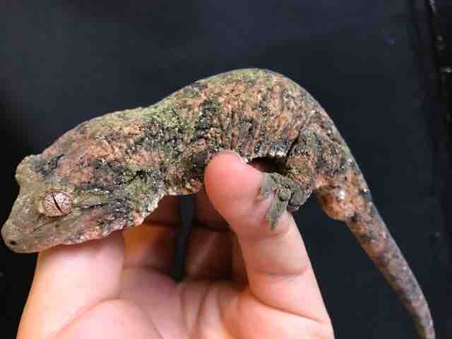 ヤモリ在庫リスト : CANDLEブログ