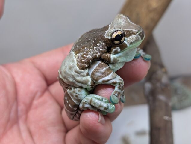 ちょこっとだけ新着さん！カートも更新！！！ : CANDLEブログ