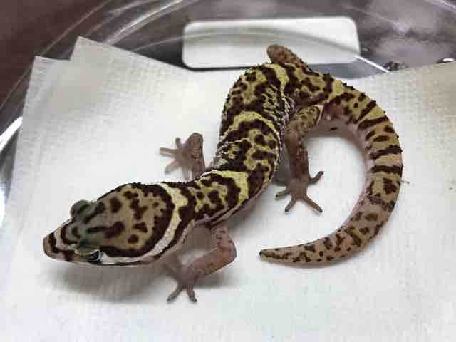 ヤモリ在庫リスト : CANDLEブログ