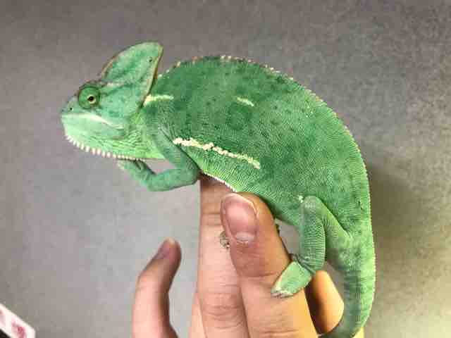 ホーネリーカメレオン オス 成体 液浸標本 ホーネリーカメレオン オス 成体 液浸標本 置物