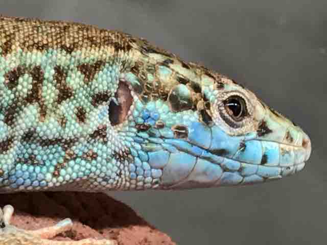 カベカナヘビ 人口エサだけで飼える Candleブログ