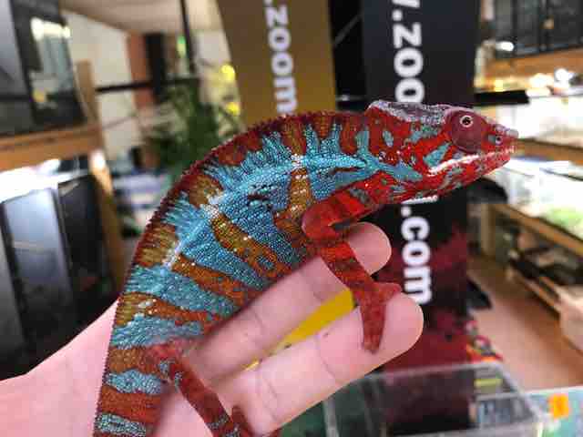 ホーネリーカメレオン オス 成体 液浸標本 ホーネリーカメレオン オス 成体 液浸標本 置物