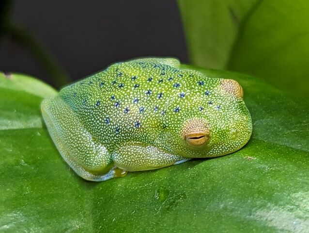 人気種！！グラニュローサ、フライシュマン、アカメアマガエル入荷