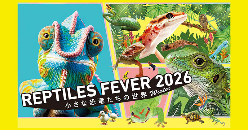 feever (4)