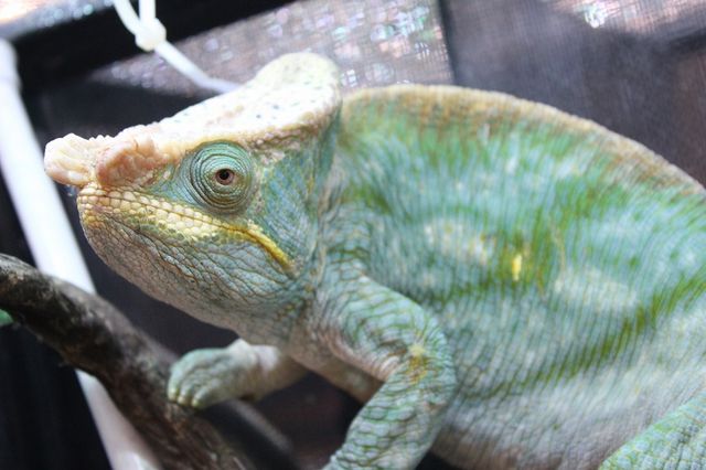 カメレオンの王様 Candleブログ