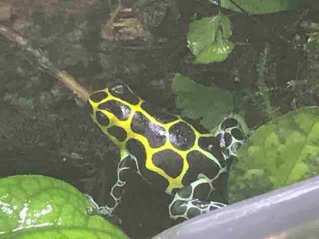 バリアビリス ヤドクガエル ”サザン” Ranitomeya variabilis