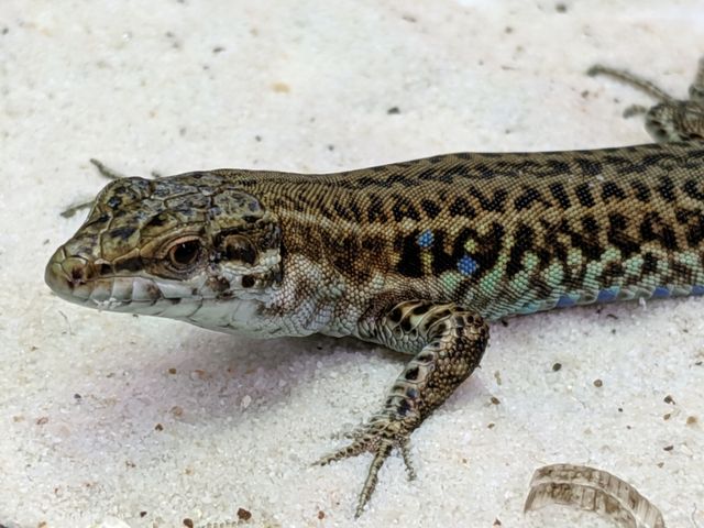 カナベビ カナヘビにはまるお客さま急増中！！ | カメレオン 宝塚市