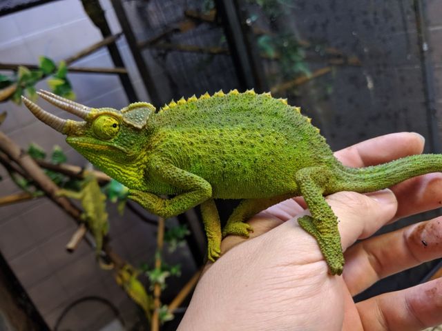 お待たせしました！ケニア便カメレオン入荷！！ : CANDLEブログ