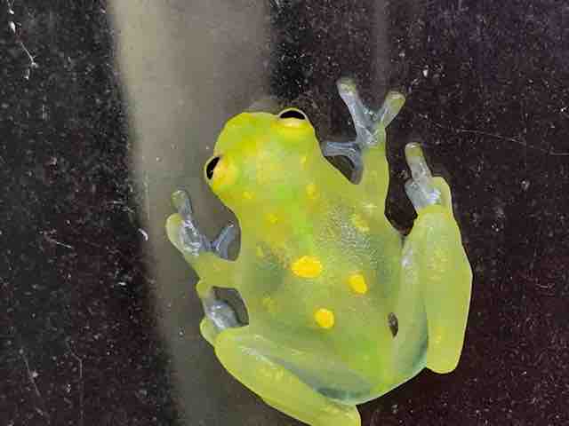 国内初登場のグラスフロッグご紹介！！ : CANDLEブログ