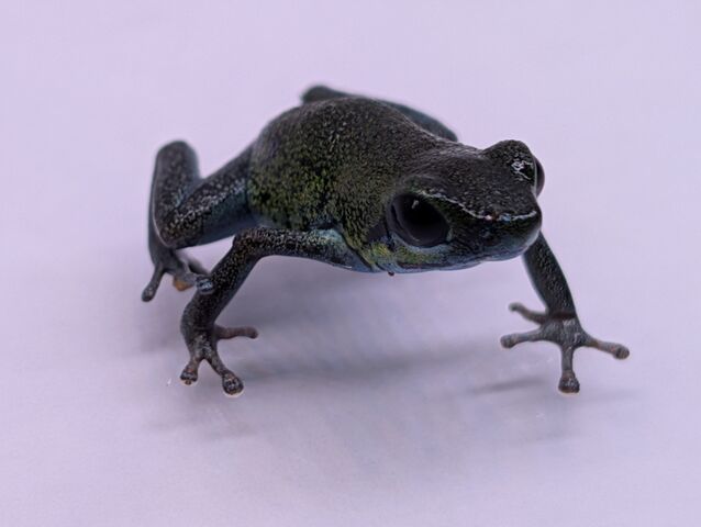 ¥¤¥Á¥´Popa¢