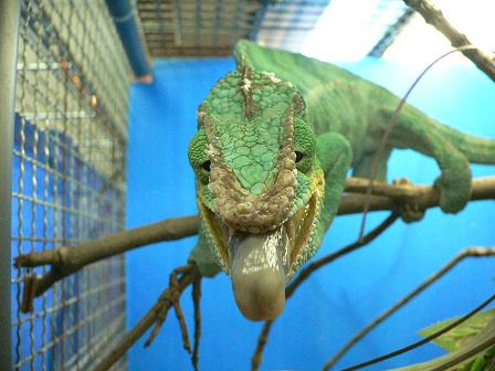 パンサーカメレオンの魅力 Candleブログ