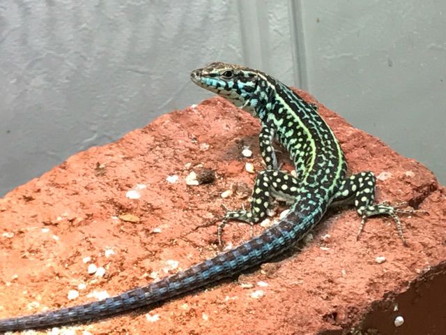 カナベビ たまにはカナヘビたちのご紹介 | カメレオン 宝塚市 爬虫類 ハ虫