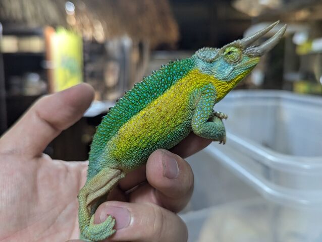 ケニア産カメレオン到着！！ : CANDLEブログ
