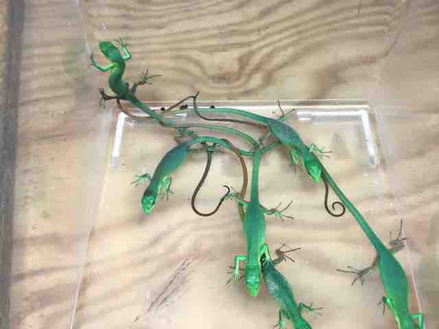 アルマジロトカゲ ガストロベビー到着です Candleブログ アルマジロトカゲ ガストロベビー到着です Candleブログ