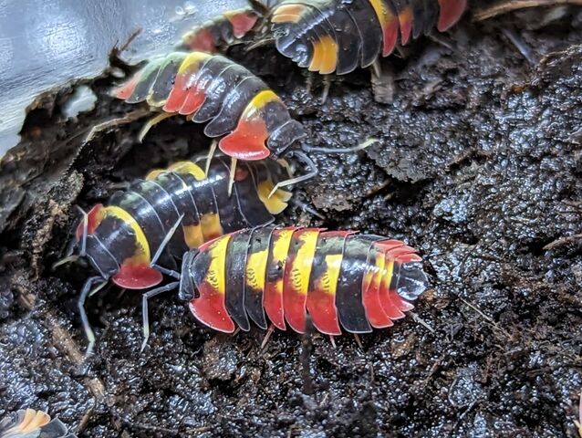 人気のダンゴムシシリーズ再び入荷！！ : CANDLEブログ