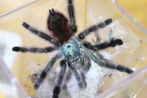 人気のアンティル到着 Candleブログ 人気のアンティル到着 Candleブログ