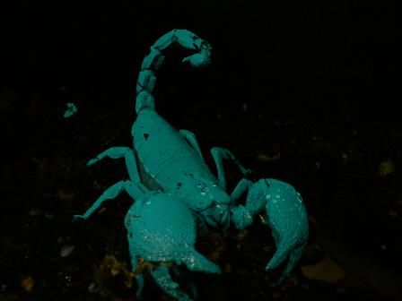 闇に光るサソリのディスプレイ Candleブログ